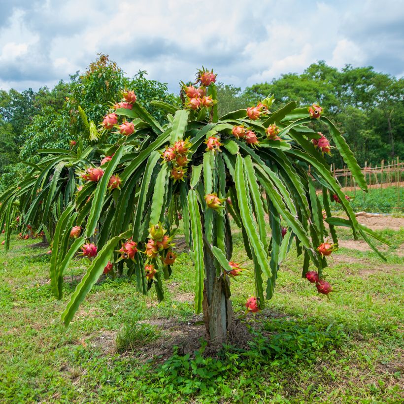 Cactus trepador - Hylocereus undatus (Porte)