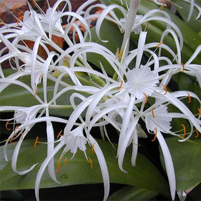 Hymenocallis longipetala - Lirio araña (Floración)