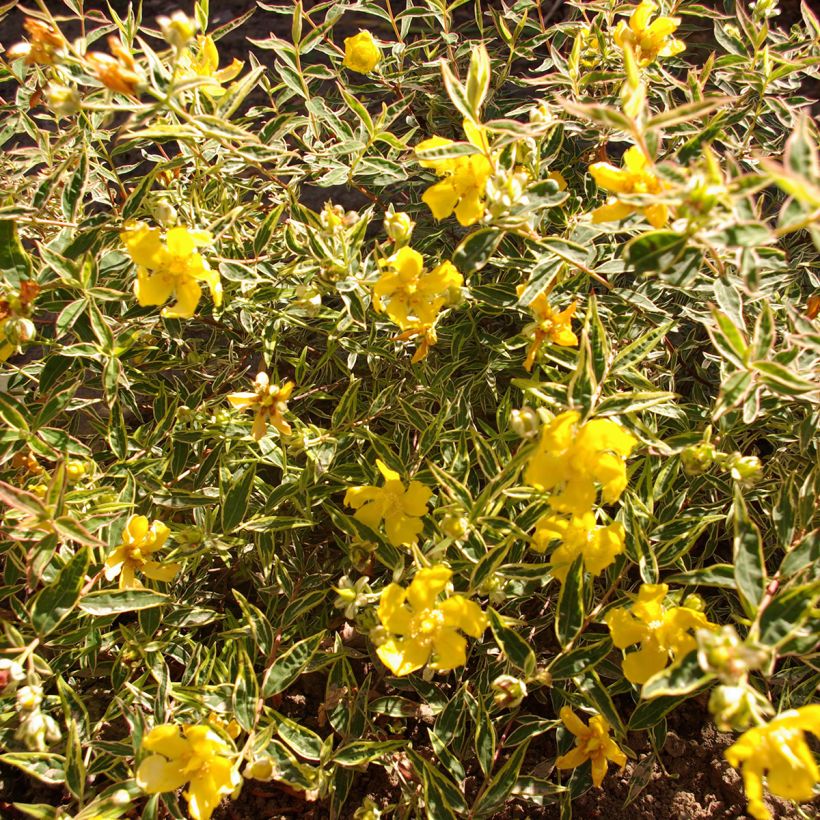 Hypericum Hidcote Limelight - Hipérico (Follaje)