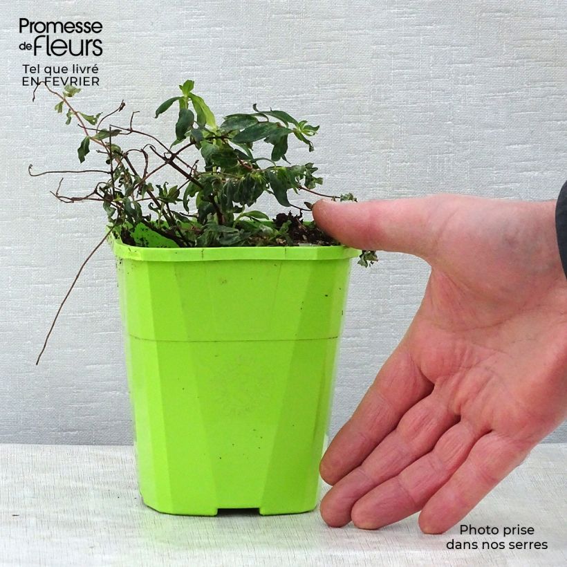 Hypericum Radiance - Millepertuis hybride panaché Pot de 1,5L Ejemplar entregado en invierno