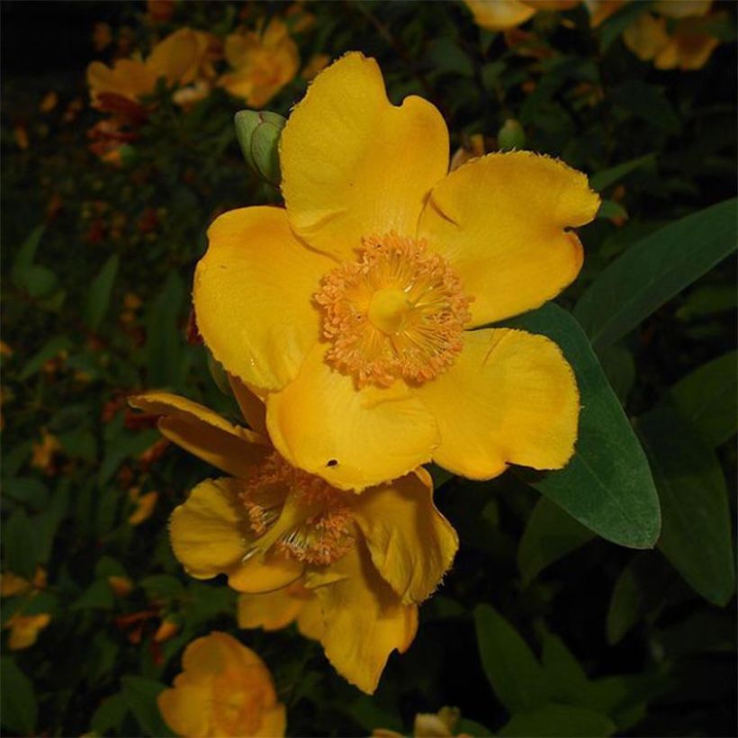 Hypericum moserianum - Hipérico (Floración)