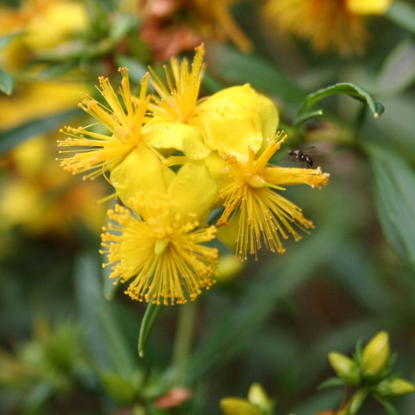 Hypericum densiflorum Buttercup - Hipérico (Floración)