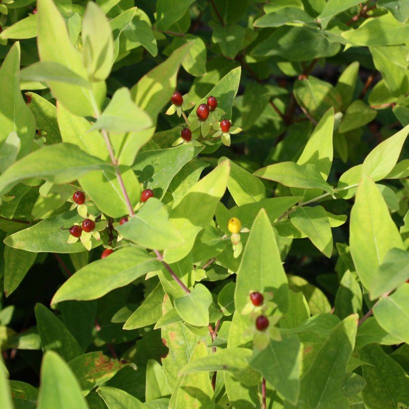 Hypericum inodorum Elstead - Hipérico (Follaje)