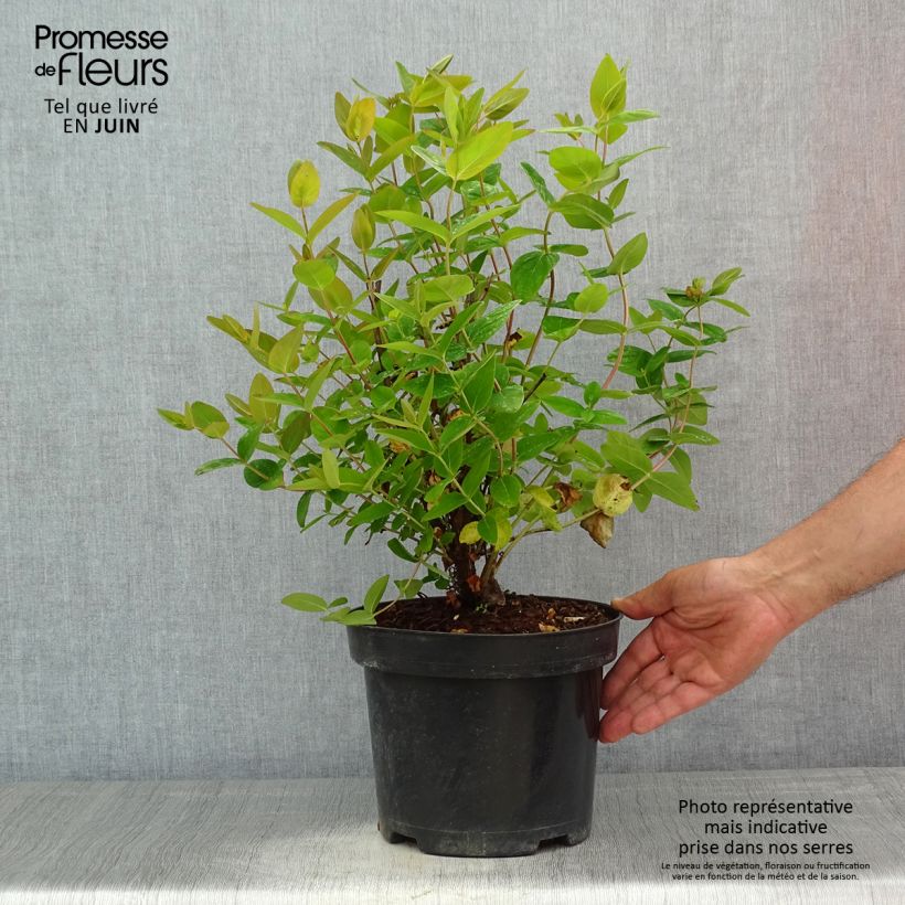 Hypericum inodorum Magical Beauty - Millepertuis Pot de 3L/4L Ejemplar entregado en la primavera