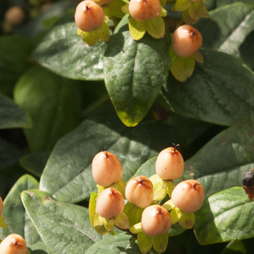 Hypericum inodorum Magical Pumpkin - Hipérico (Follaje)