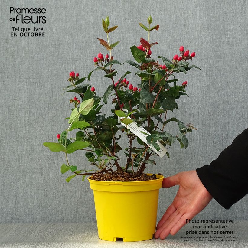 Ejemplar de Hypericum inodorum Magical Red Flame - Millepertuis Pot de 2L/3L entregado en otoño