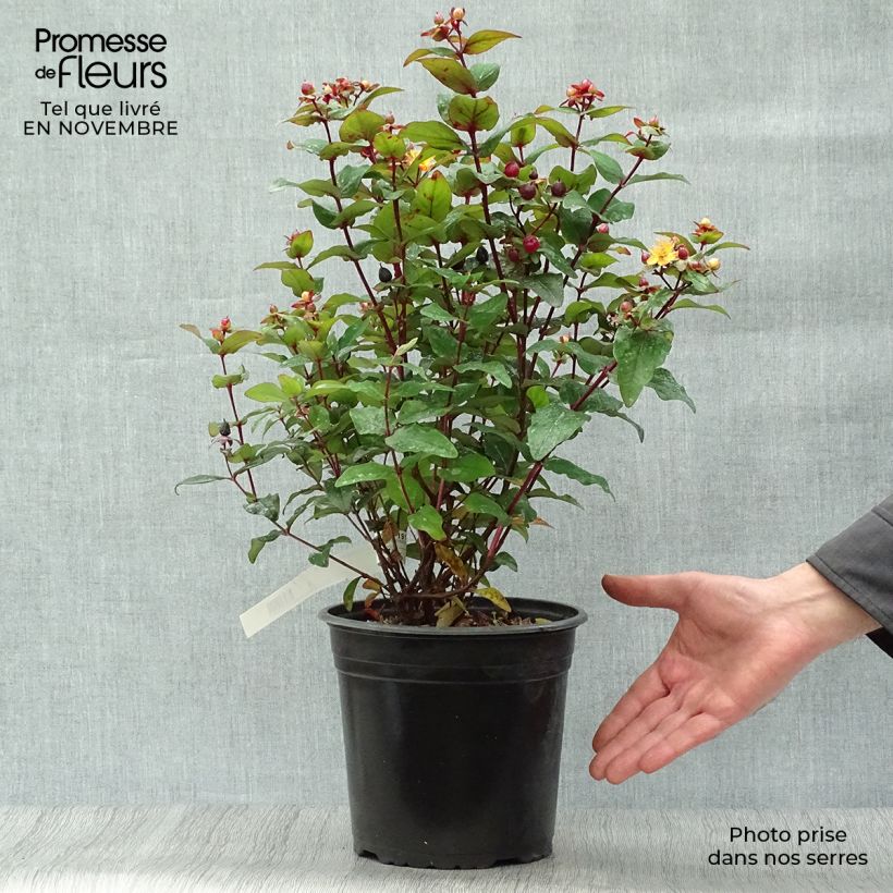 Ejemplar de Hypericum inodorum Magical Universe  - Millepertuis Pot de 4L/5L entregado en otoño