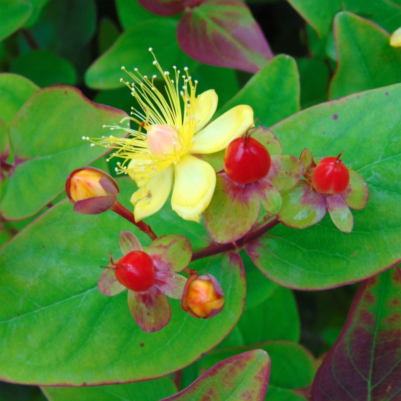 Hypericum inodorum Rheingold - Hipérico (Floración)