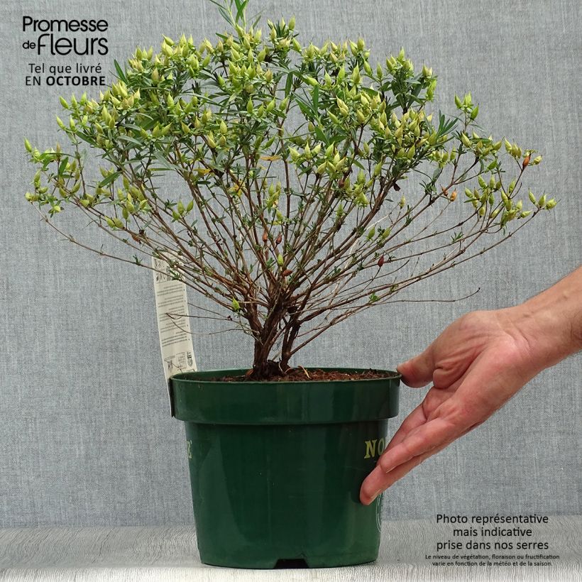 Ejemplar de Hypericum kalmianum Blue Velvet - Millepertuis Pot de 2L/3L entregado en otoño