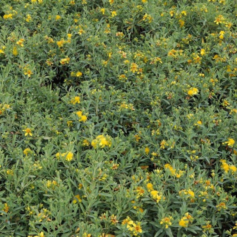 Hypericum kalmianum Blue Velvet - Hipérico (Follaje)