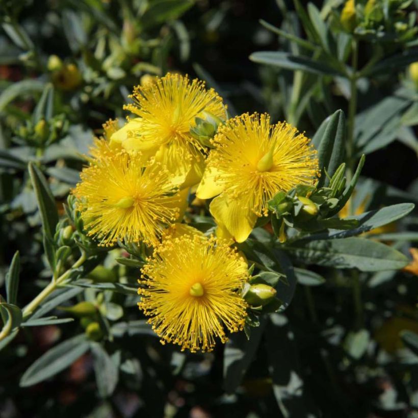 Hypericum kalmianum Blue Velvet - Hipérico (Floración)