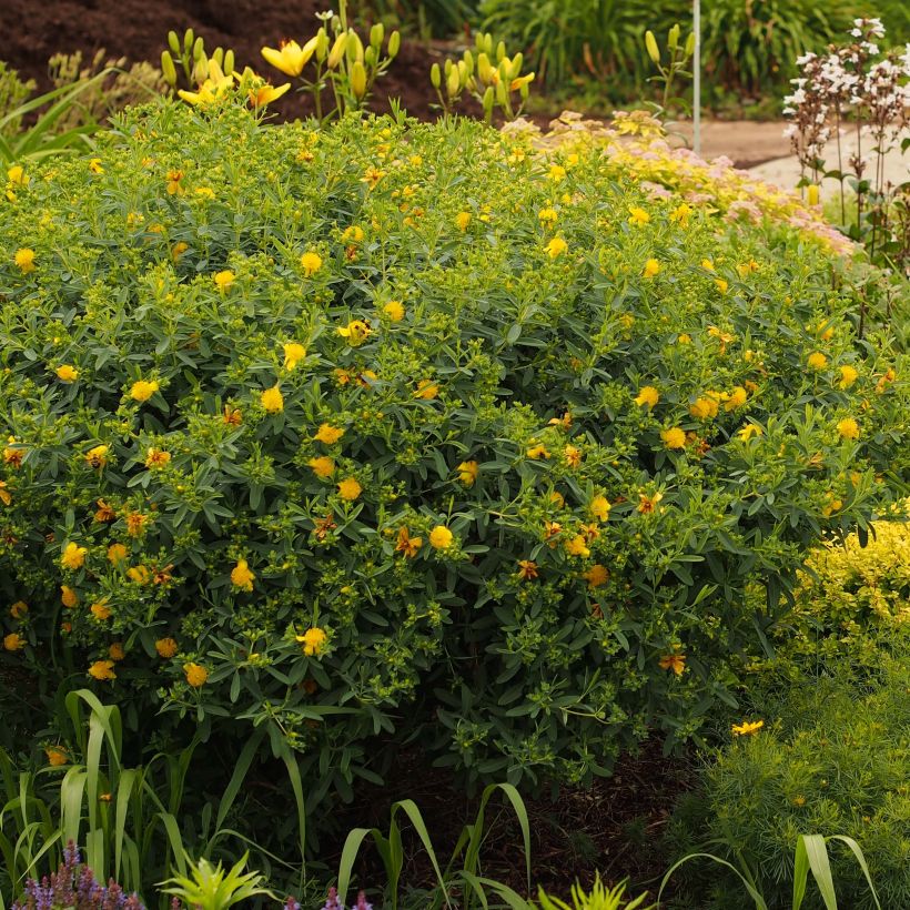 Hypericum kalmianum Blue Velvet - Hipérico (Porte)