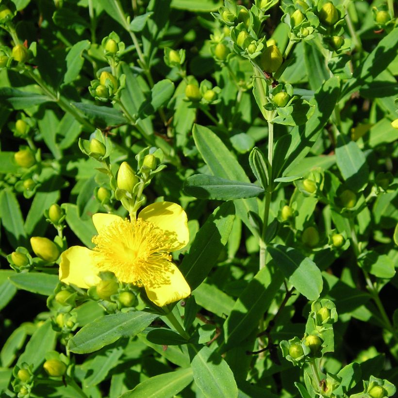 Hypericum kalmianum Gemo - Hipérico (Follaje)