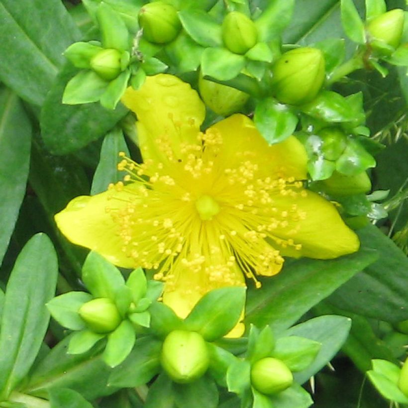 Hypericum kalmianum Gemo - Hipérico (Floración)