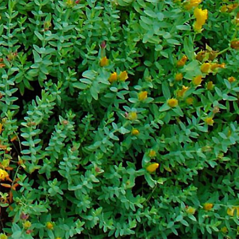 Hypericum olympicum - Hierba de San Juan del Monte Olimpo (Follaje)