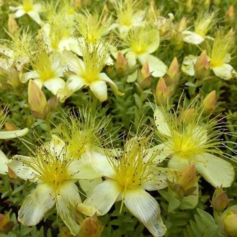 Hypericum olympicum Citrinum - Hipérico (Floración)