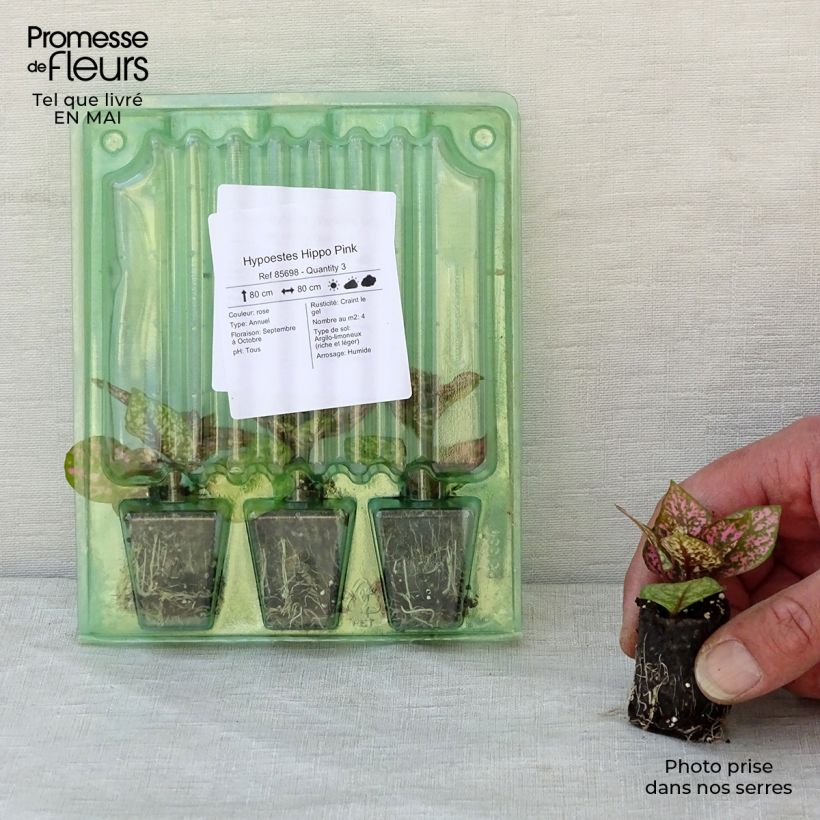 Hypoestes Hippo Pink Mini-motte 3 cm Ejemplar entregado en la primavera