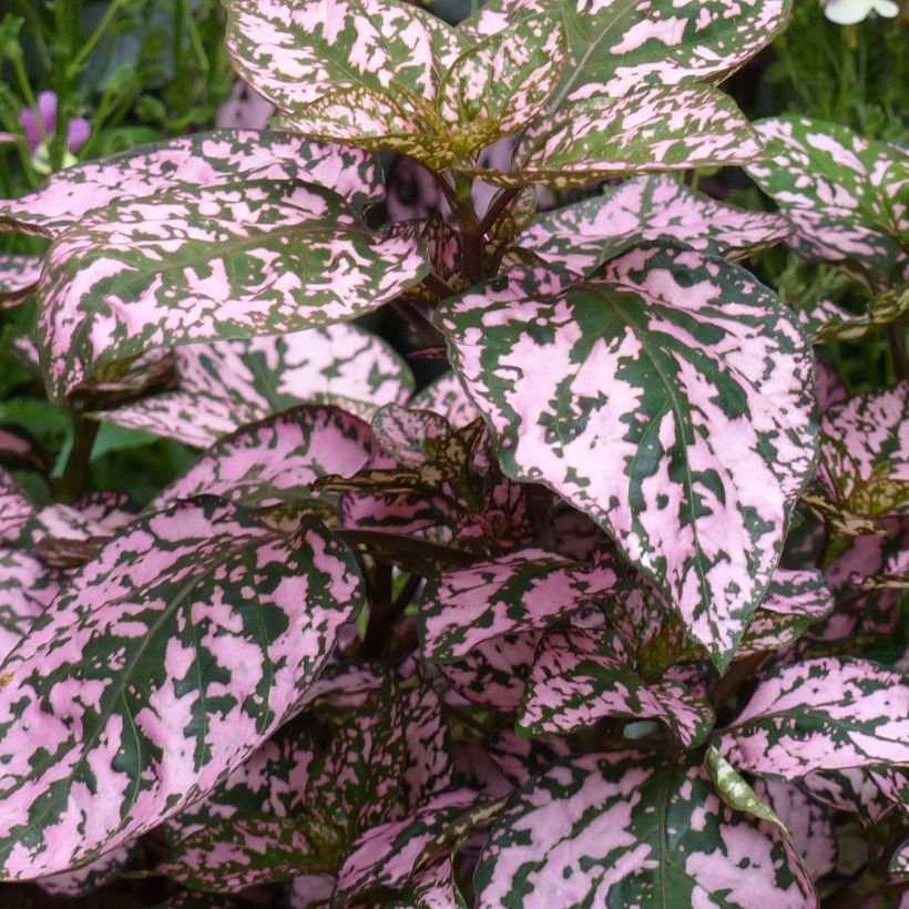 Hypoestes phyllostachya Hippo Pink - Hoja de sangre (Follaje)