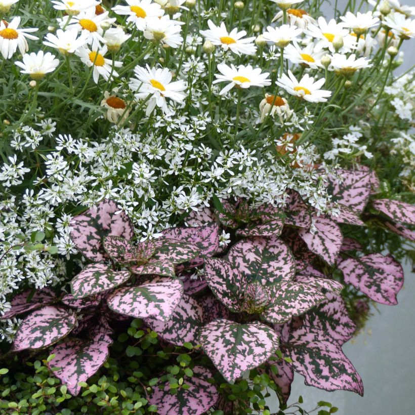 Hypoestes phyllostachya Hippo Pink - Hoja de sangre (Porte)