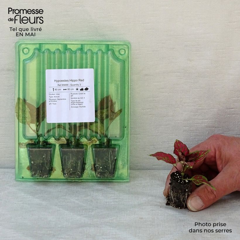 Hypoestes Hippo Red Mini-motte 3 cm Ejemplar entregado en la primavera