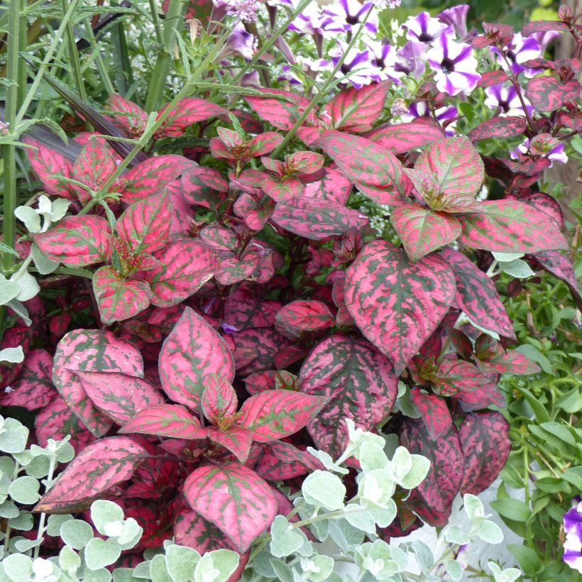 Hypoestes phyllostachya Hippo Red - Hoja de sangre (Porte)