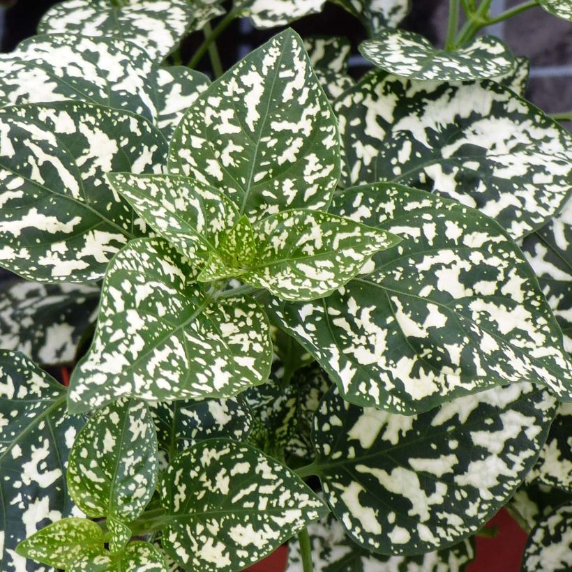 Hypoestes phyllostachya Hippo White - Hoja de sangre (Follaje)