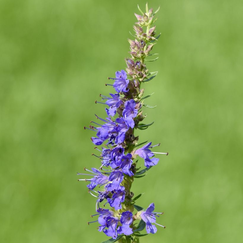 Hisopo - Hyssopus officinalis (Floración)