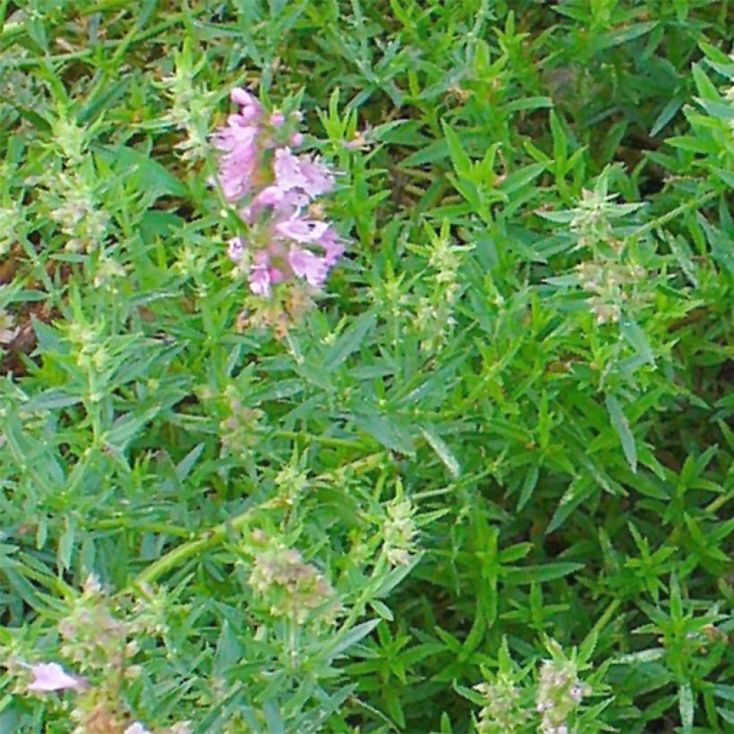 Hyssopus officinalis f. roseus - Hisopo (Follaje)