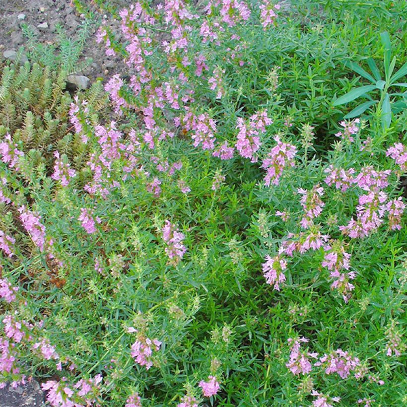 Hyssopus officinalis f. roseus - Hisopo (Floración)