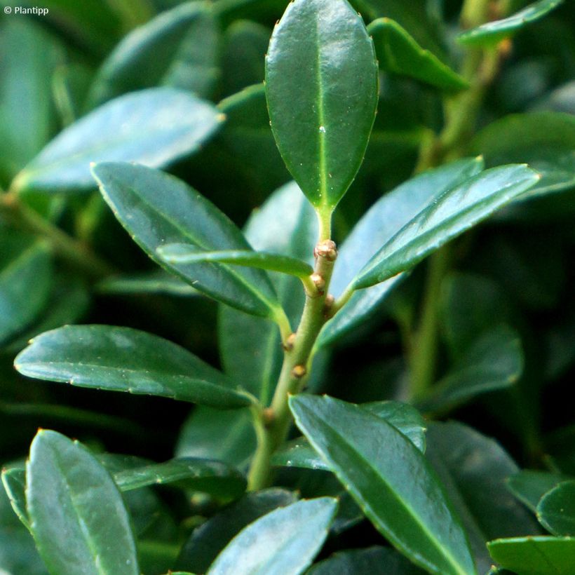 Acebo japonés Luxus Hedge - Ilex crenata (Follaje)