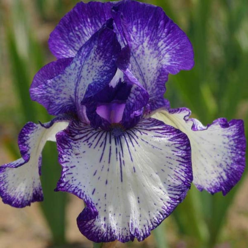 Iris germanica Art Déco (Floración)