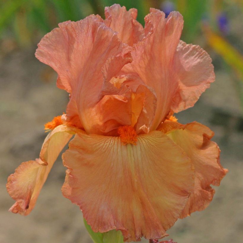 Iris germanica Copper Classic (Floración)