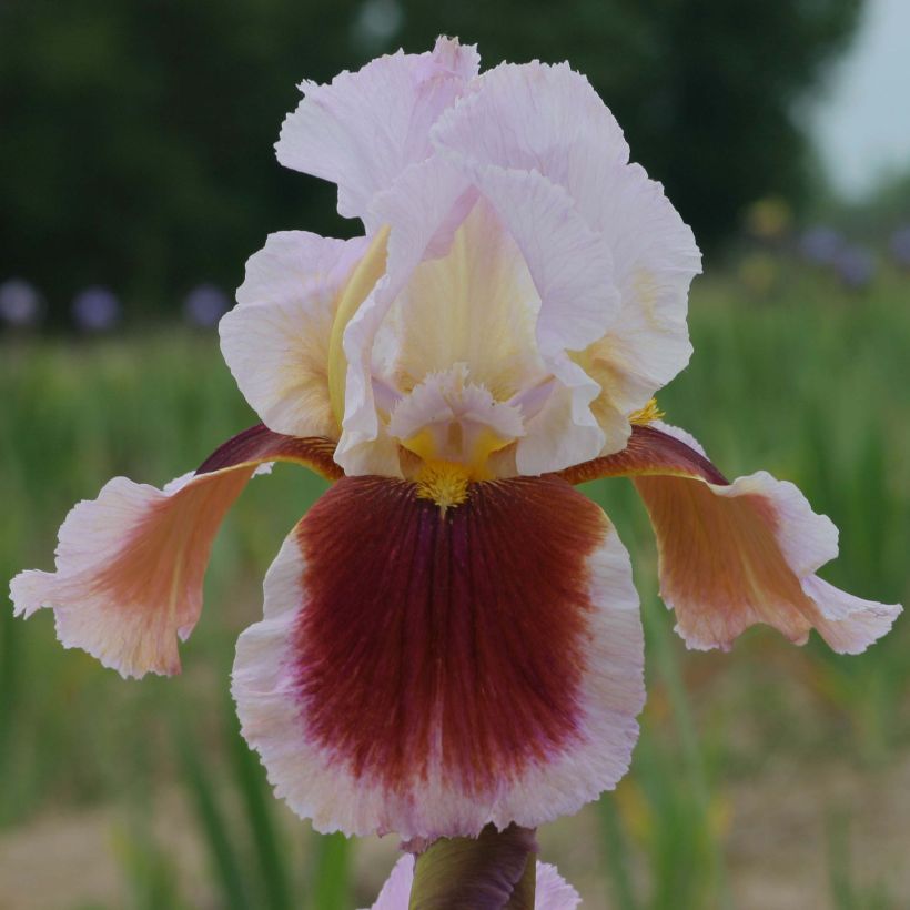 Iris germanica Ecstatic Echo (Floración)