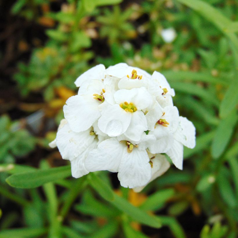 Iberis sempervirens Snowflake (Floración)