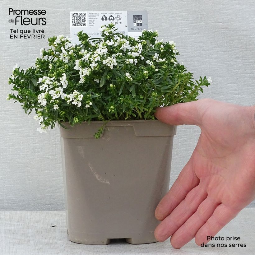 Iberis Sempervirens Snowflake en pot de 2 litres Ejemplar entregado en invierno