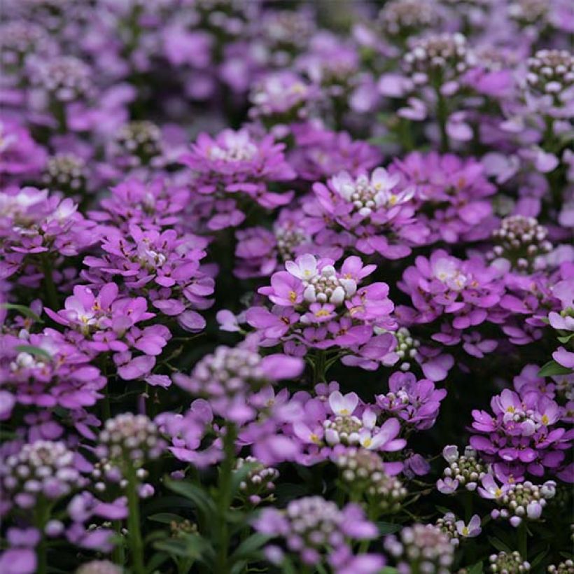 Iberis Absolutely Amethyst (Floración)