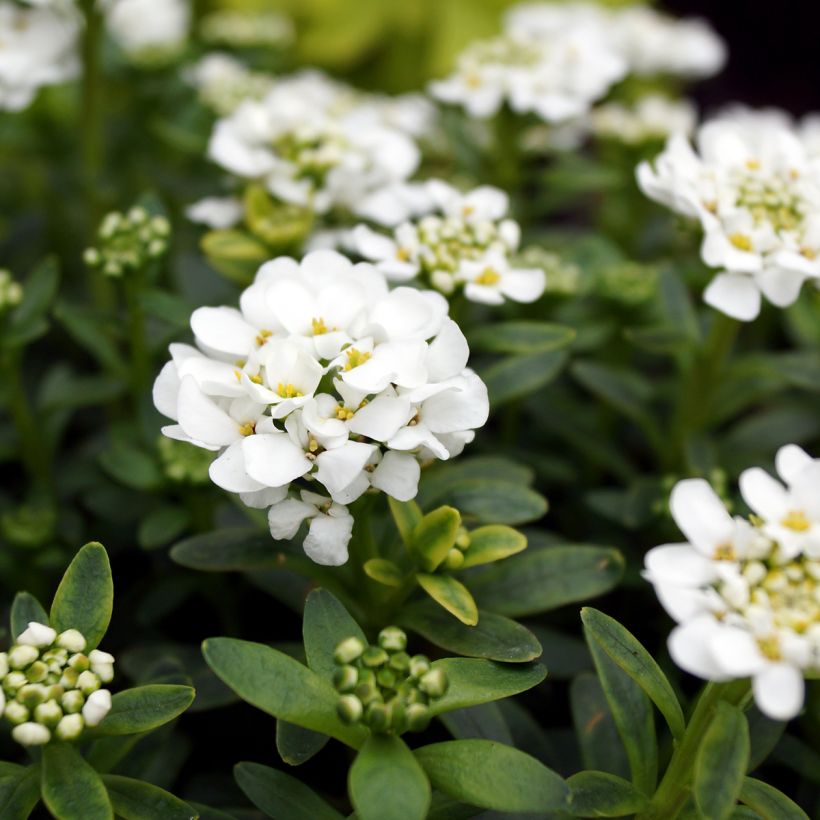 Iberis sempervirens Alexander White (Floración)