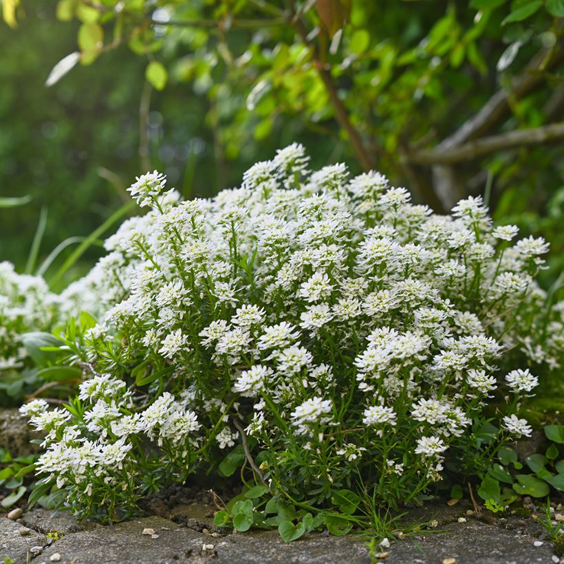 Iberis sempervirens Alexander White (Porte)