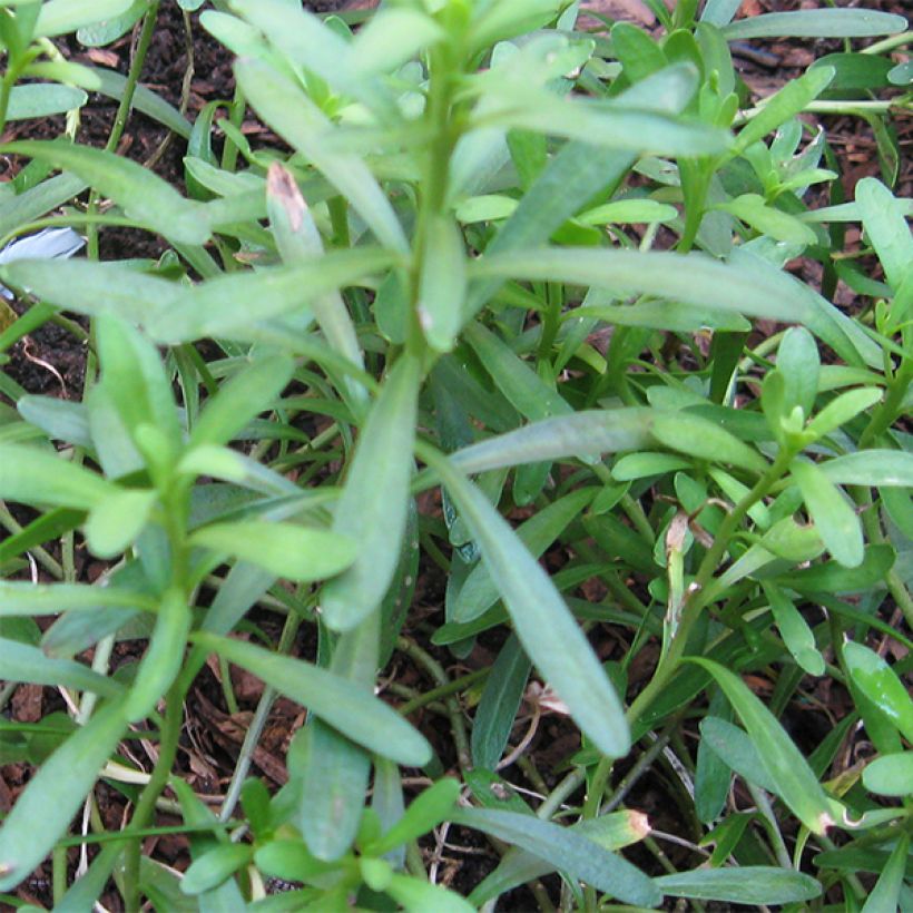 Iberis sempervirens Pink Ice (Follaje)