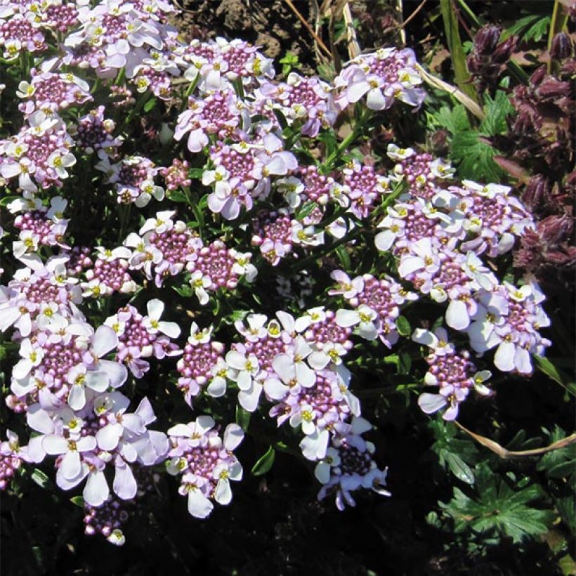 Iberis sempervirens Pink Ice (Floración)