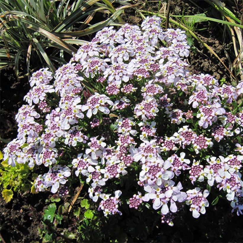 Iberis sempervirens Pink Ice (Porte)