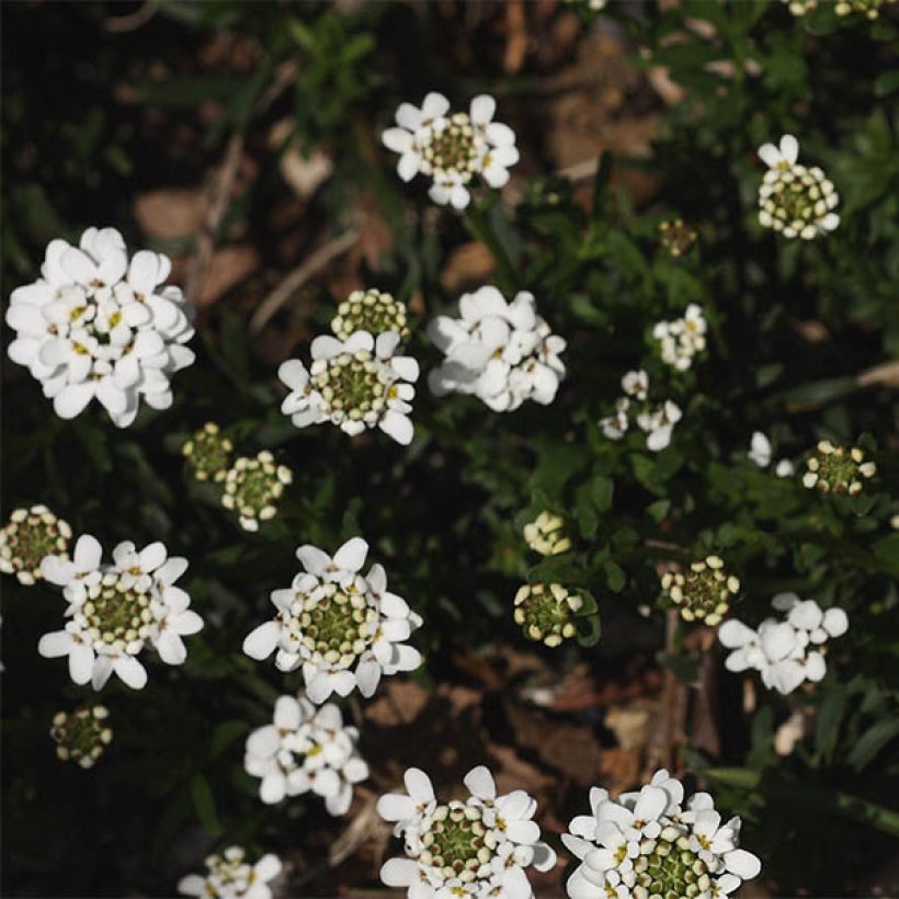 Iberis sempervirens Weisser Zwerg (Floración)