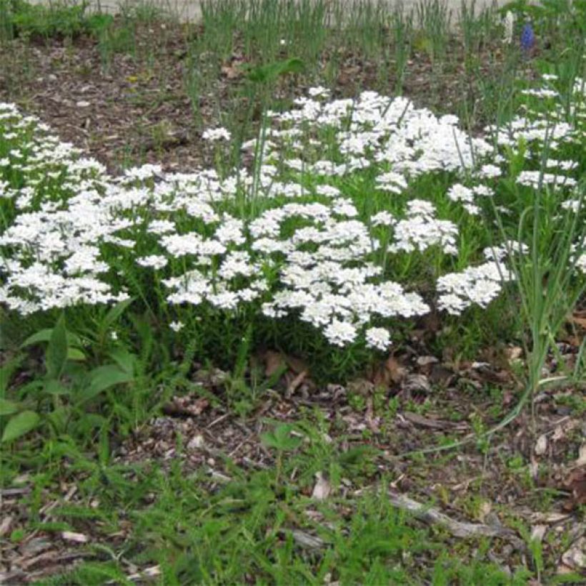 Iberis sempervirens Weisser Zwerg (Porte)