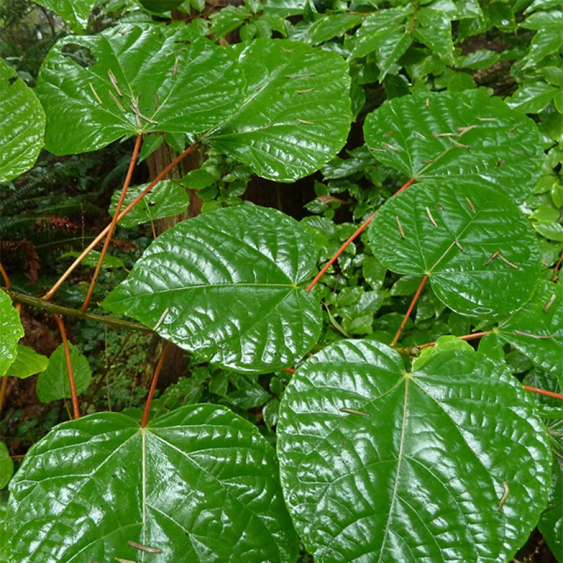 Idesia polycarpa (Follaje)