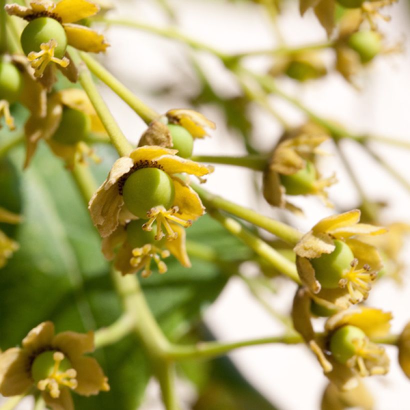 Idesia polycarpa (Floración)