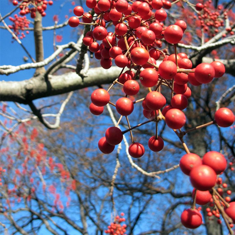 Idesia polycarpa (Cosecha)