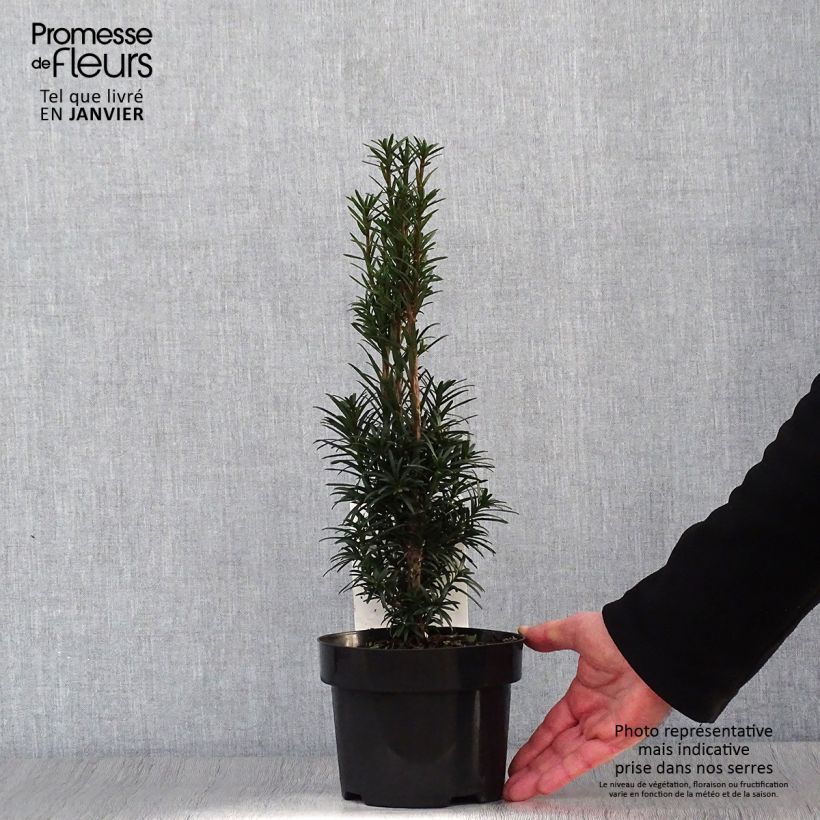 If commun - Taxus baccata Black Tower en pot de 2l/3l Ejemplar entregado en invierno