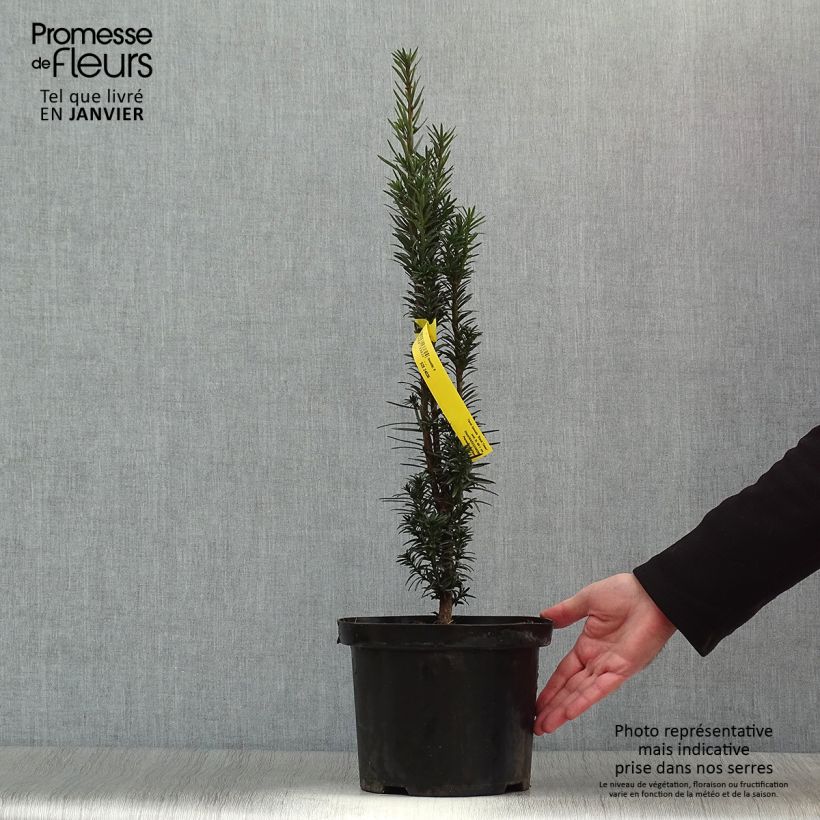 If commun - Taxus baccata Black Tower en pot de 4l/5l Ejemplar entregado en invierno