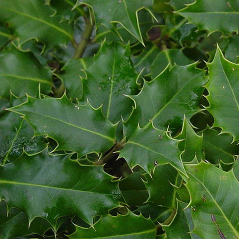 Ilex aquifolium - Acebo (Follaje)