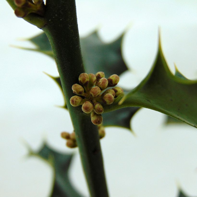 Ilex aquifolium - Acebo (Floración)